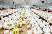 تولید زیر بار بیبرقی و بیگازی/ فروغی: مشکل ما گرما و سرما نیست، بیتدبیری است/ زمستان در راه است؛ بحران گاز در صنعت مرغداری